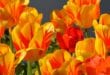 tulips 1261142 1920, mooiste bezienswaardigheden in Grenoble