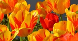 tulips 1261142 1920, Frankrijk