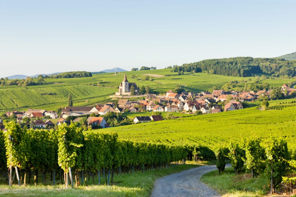 wijngaarden in de Elzas met in het midden een dorpje met kerkje en op de voorgrond een pad waarover je naar beneden langs de wijngaarden kunt wandelen