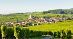 Wijngaarden Elzas shutterstock 70521466, Bezienswaardigheden Loiret