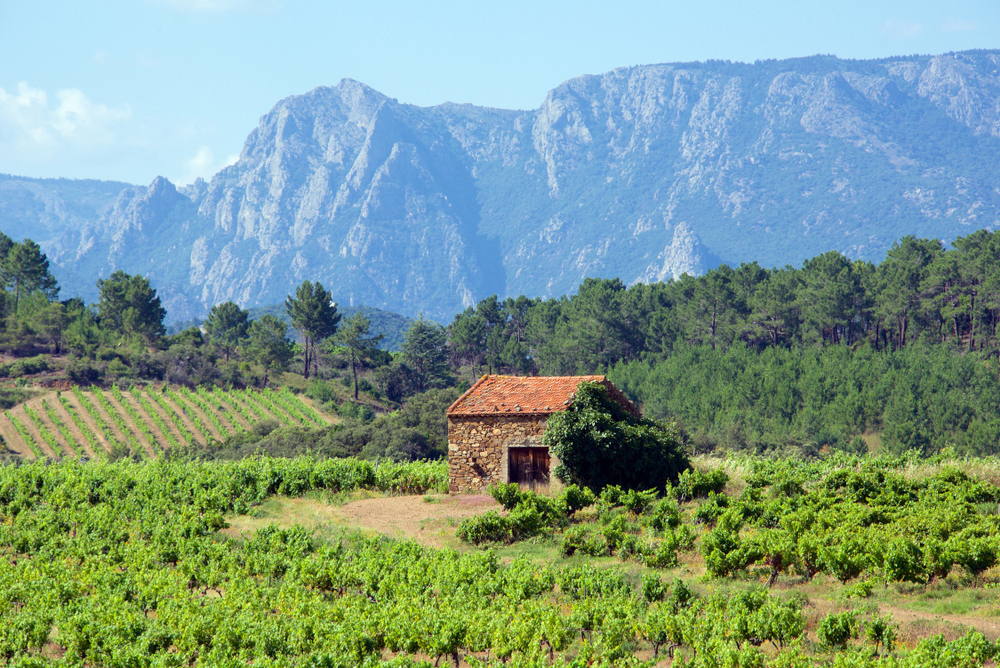 Wijngaarden Languedoc shutterstock 1136149490, populaire wijnstreken in frankrijk