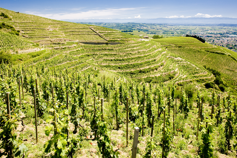 de wijngaarden van l’Hermitage op een zonnige dag en op de achtergrond het platteland en bergen