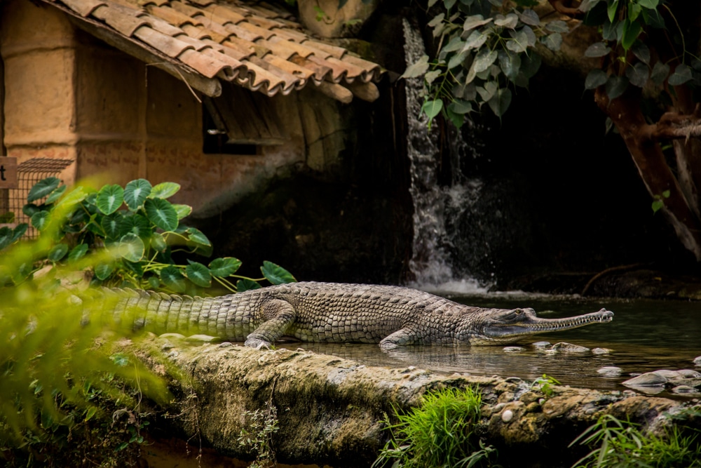 krokodil in het water op La Ferme Aux Crocodiles in het stadje Pierrelatte