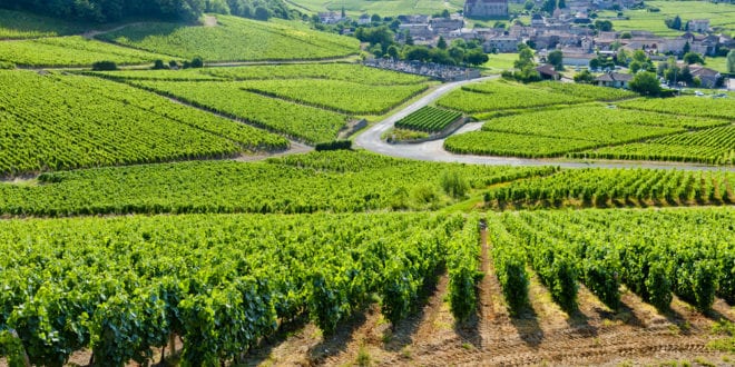 Wijngaarden Côte DOr Bourgogne Shutterstock 70014697 660x330