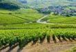 Wijngaarden Côte dOr Bourgogne shutterstock 70014697, Roubion