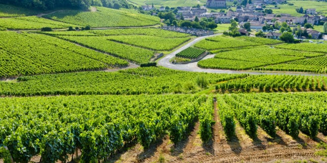 Wijngaarden Côte dOr Bourgogne shutterstock 70014697, herfstvakantie