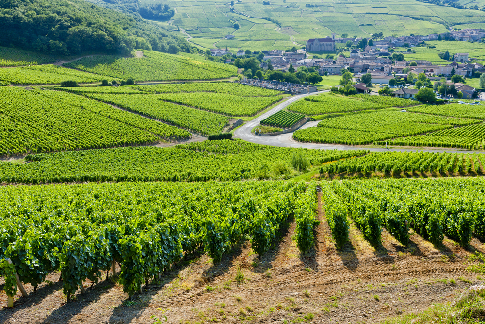 groene wijnvelden met daartussen een weg en op de achtergrond een dorp in de wijnstreek Côte d'Or in de Bourgogne