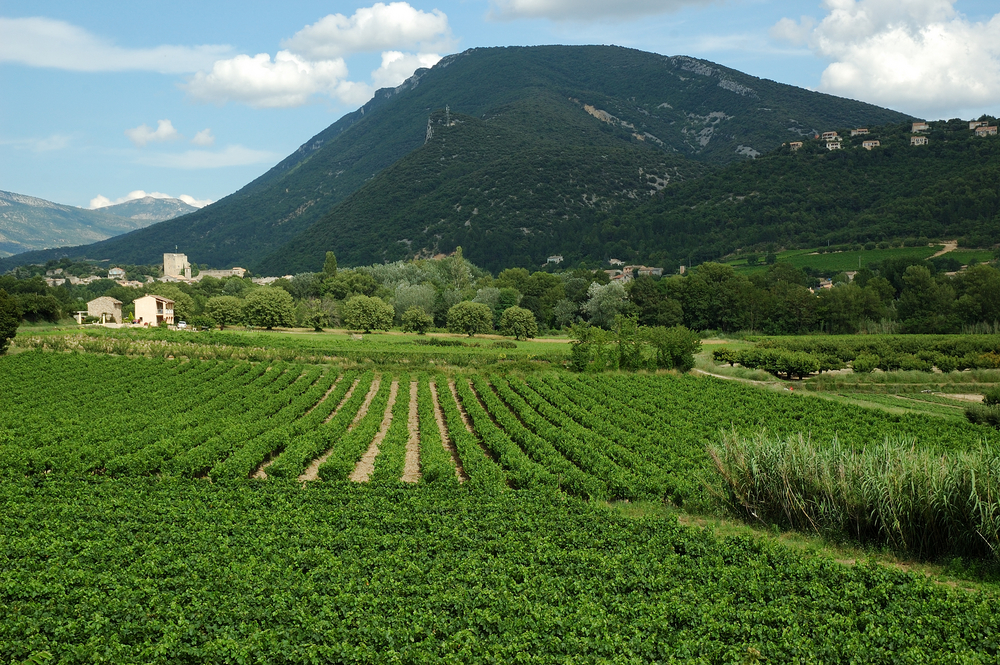 groene landbouwvelden en een berg met bomen in de Drôme Provençale