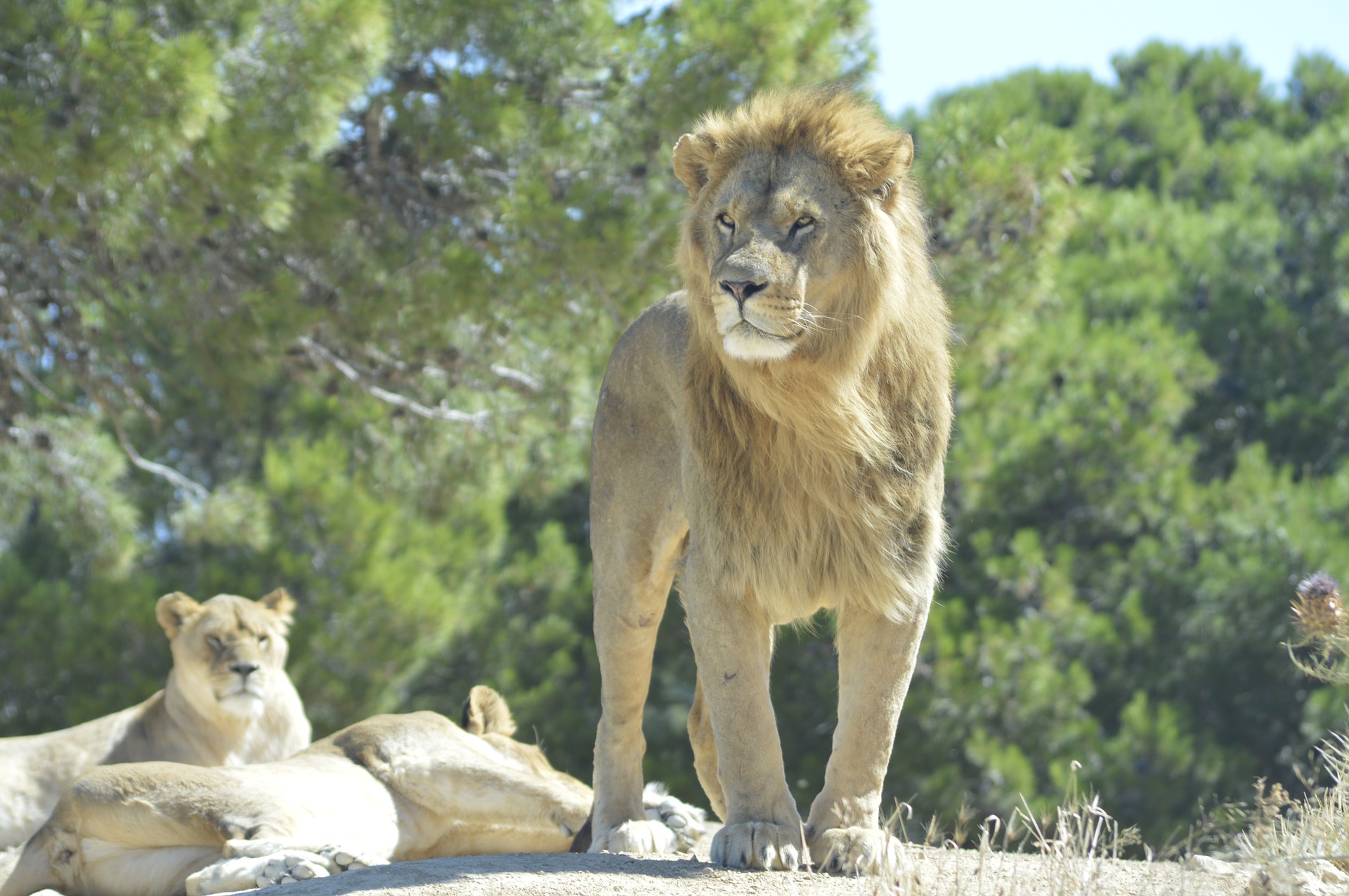 een leeuw die staande voor zich uitstaart in het safaripark Réserve Africaine de Sigean in Frankrijk