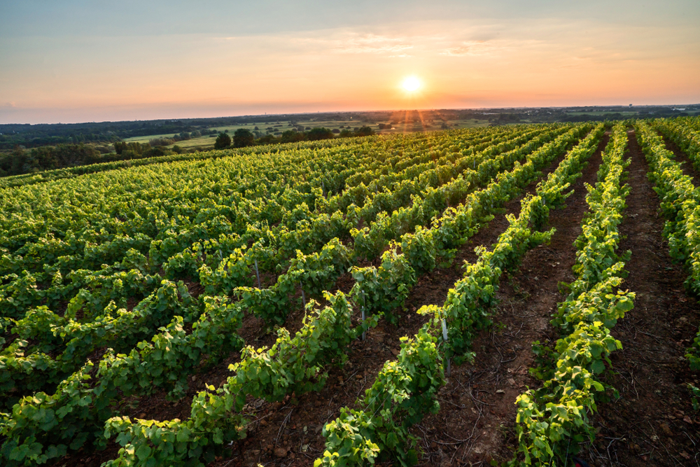 Groene wijngaarden van Muscadet en ondergaande zon.