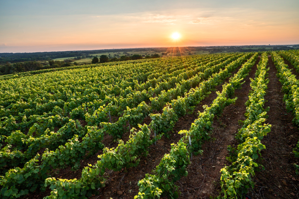 Wijngaarden van de Muscadet Pays de la Loire shutterstock 1198224199, populaire wijnstreken in frankrijk