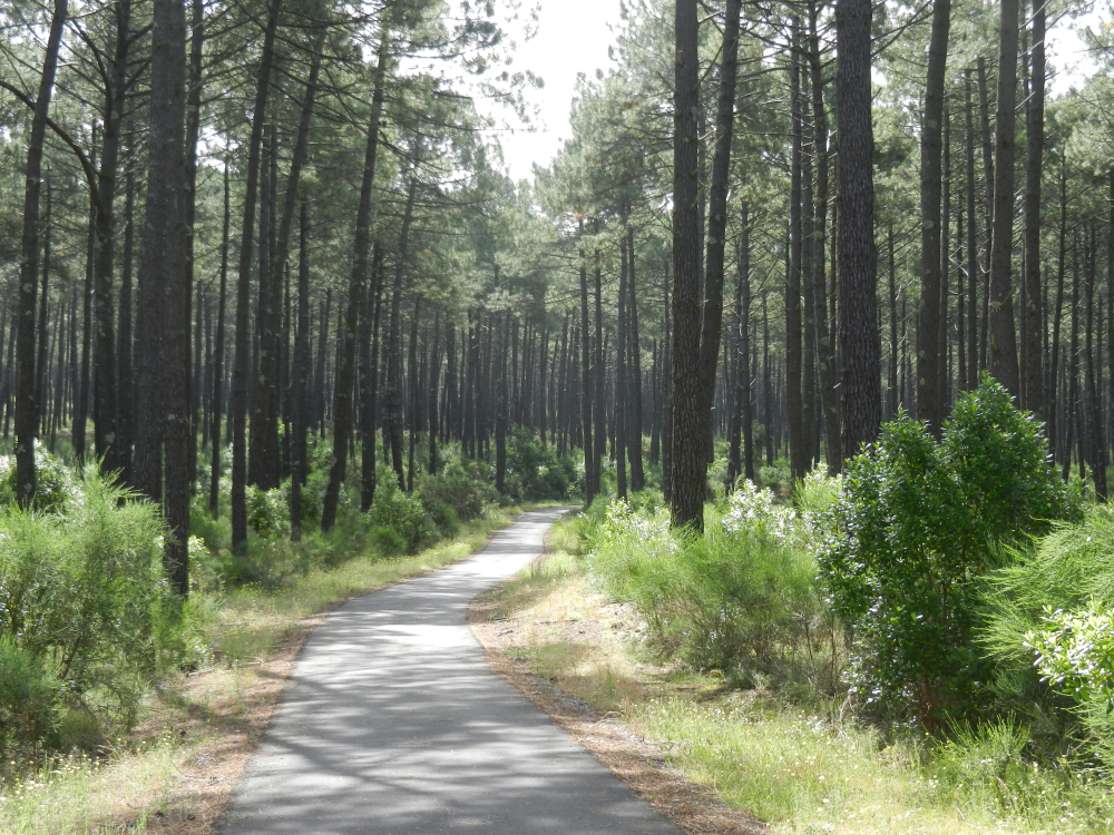 Parc Naturel Régional des Landes de Gascogne Landes shutterstock 1045246801, bezienswaardigheden landes