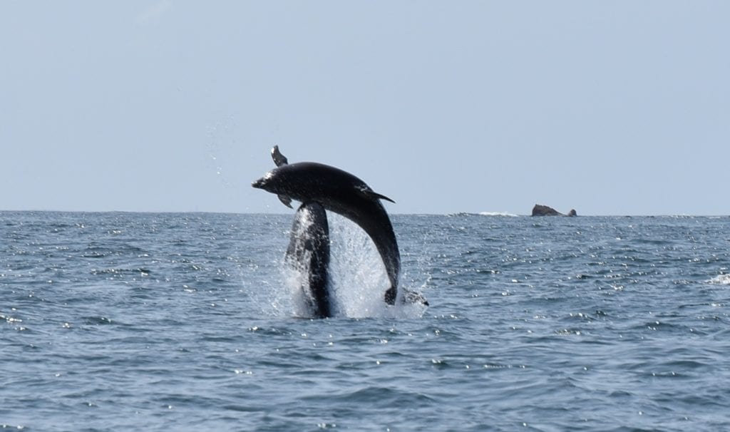 Dolfijnen bij Les Pierres Noires, vuurtorens bretagne