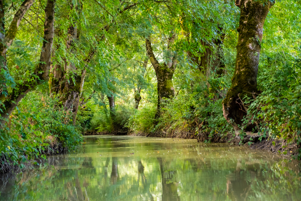 Kanaal omringd door groene bomen en struiken in natuurgebied Marais Poitevin.