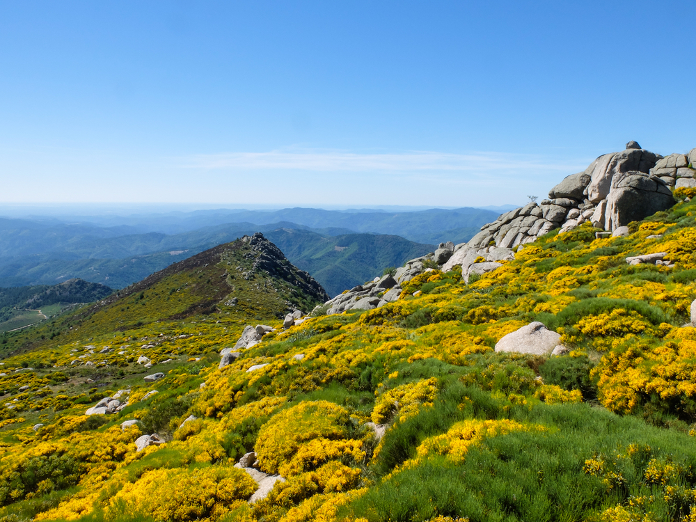 gele en groene beplanting en rotsformaties op de Mont Lozère in de Cevennen
