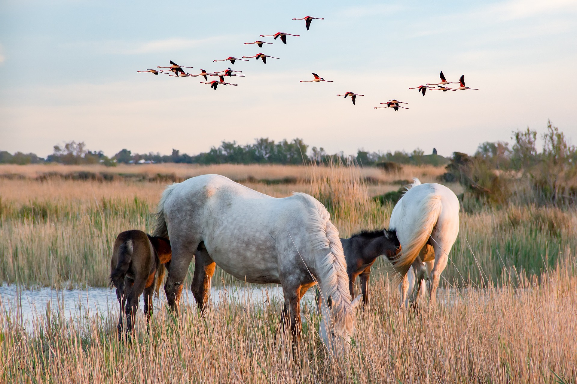 Witte paarden met hun veulens en overvliegende vogels in het riet langs het water van de Camargue (een moerassig natuurgebied aan de middellandse zee).