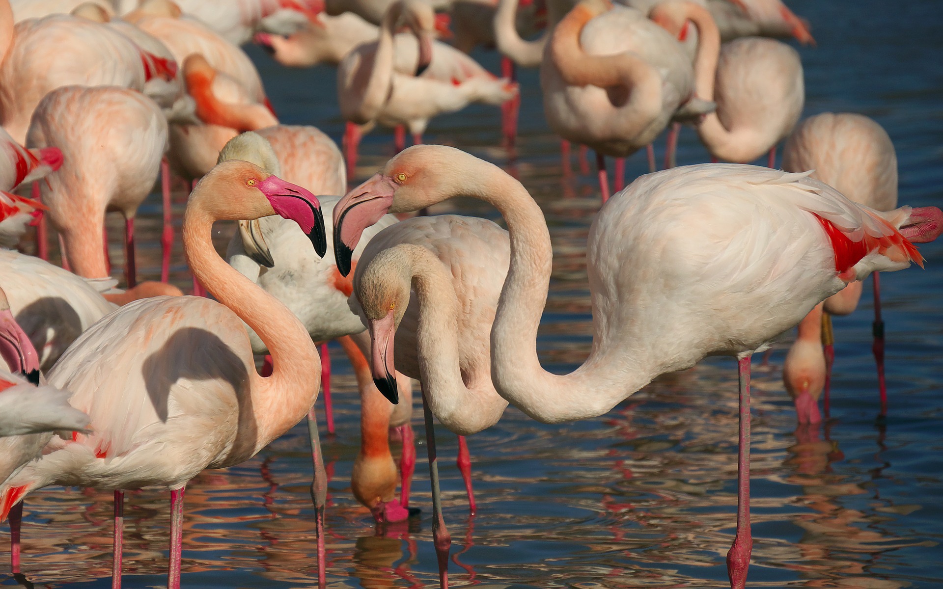 Natuurreservaat Pont de Gau Camargue PX,