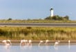 Phare De La Gacholle Camargue Sh 255133858 110x75, Zininfrankrijk.nl