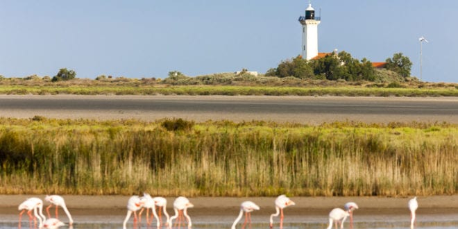 Phare de la Gacholle Camargue sh 255133858, Stad en natuur Frankrijk