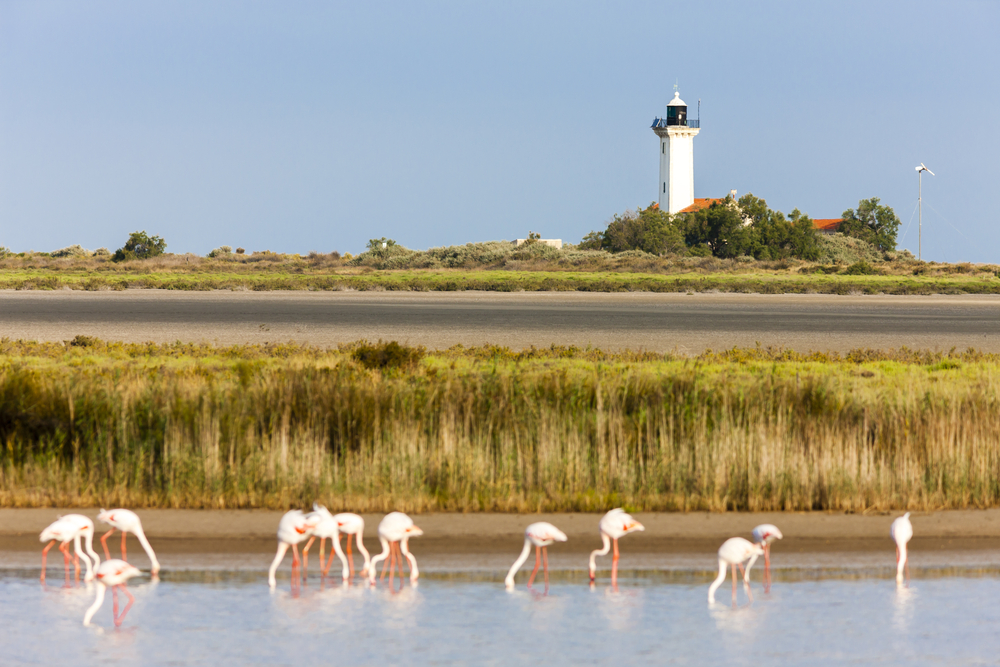 Phare de la Gacholle Camargue sh 255133858,