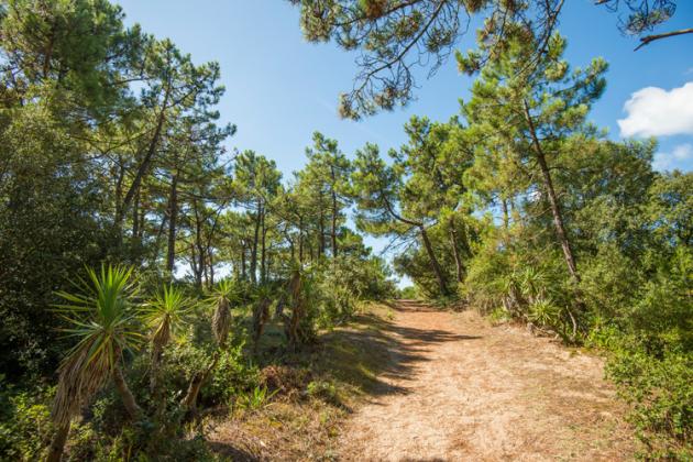 Joncheray 2014 Bois Des Eloux Noirmoutier 5362 2 2, Zininfrankrijk.nl