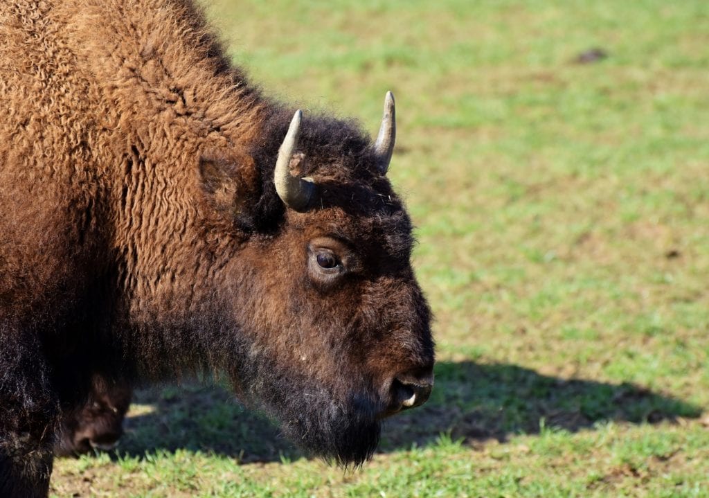 Réserve Des Bisons DEurope Lozère PX 1024x719, Zininfrankrijk.nl