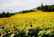 Saint Félix Lauragais Haute Garonne shutterstock 552205303, bezienswaardigheden Toulouse