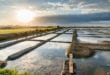 Marais Salants de Guérande Loire Atlantique shutterstock 1528279445, glamping bij de boer in Frankrijk