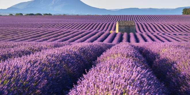 Plateau de Valensole Alpes de Haute Provence shutterstock 1039810435, glampings in de Gorges du Verdon