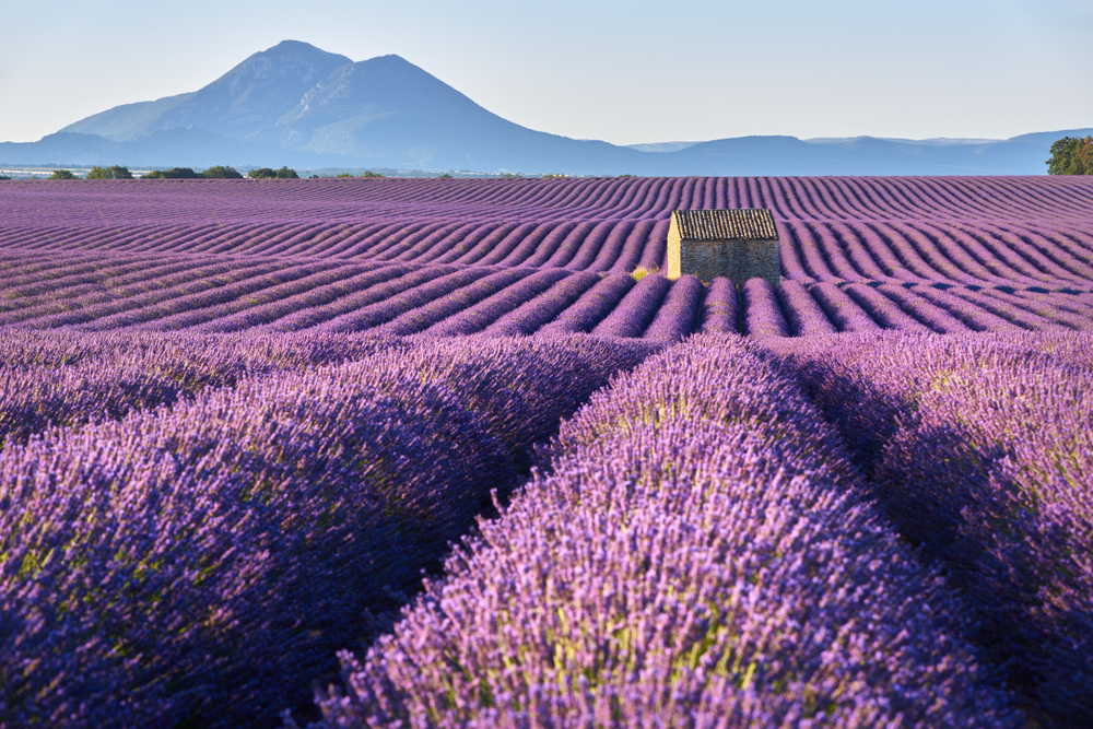 de eindeloze lavendelvelden en daartussen een stenen huisje op het Plateau de Valensole in de Provence