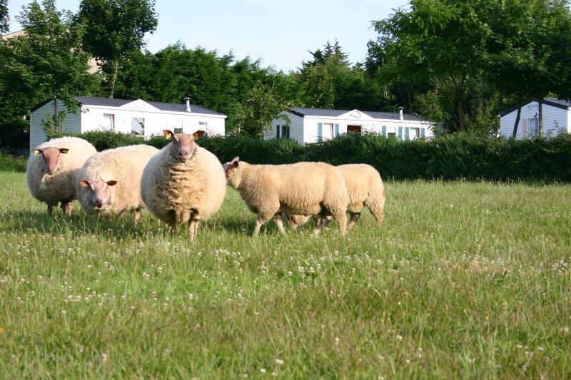 Camping La Ferme de Lann Hoëdic Bretagne 04,