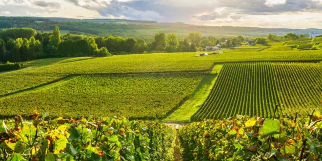 Champagne van de Marne Marne shutterstock 1425266264, stedentrip in Frankrijk