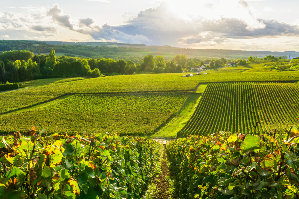 Champagne van de Marne Marne shutterstock 1425266264, Bezienswaardigheden in de Marne