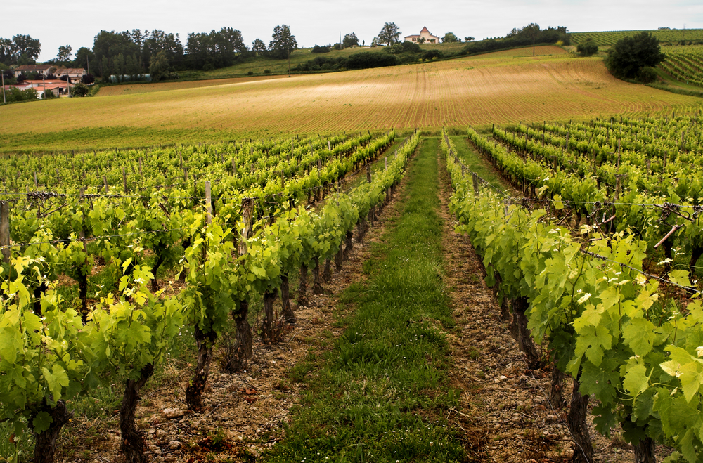 Wijngaarden Lot et Garonne shutterstock 1484350, Bezienswaardigheden in Lot-et-Garonne