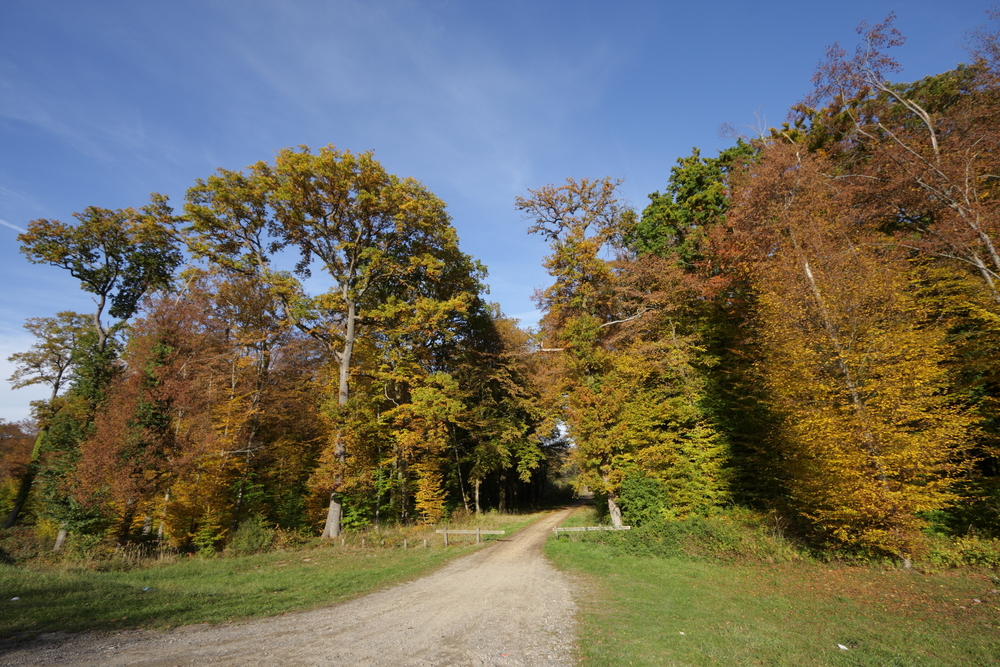 Forêt Domaniale de Compiègne Oise shutterstock 596636963, Bezienswaardigheden in Oise