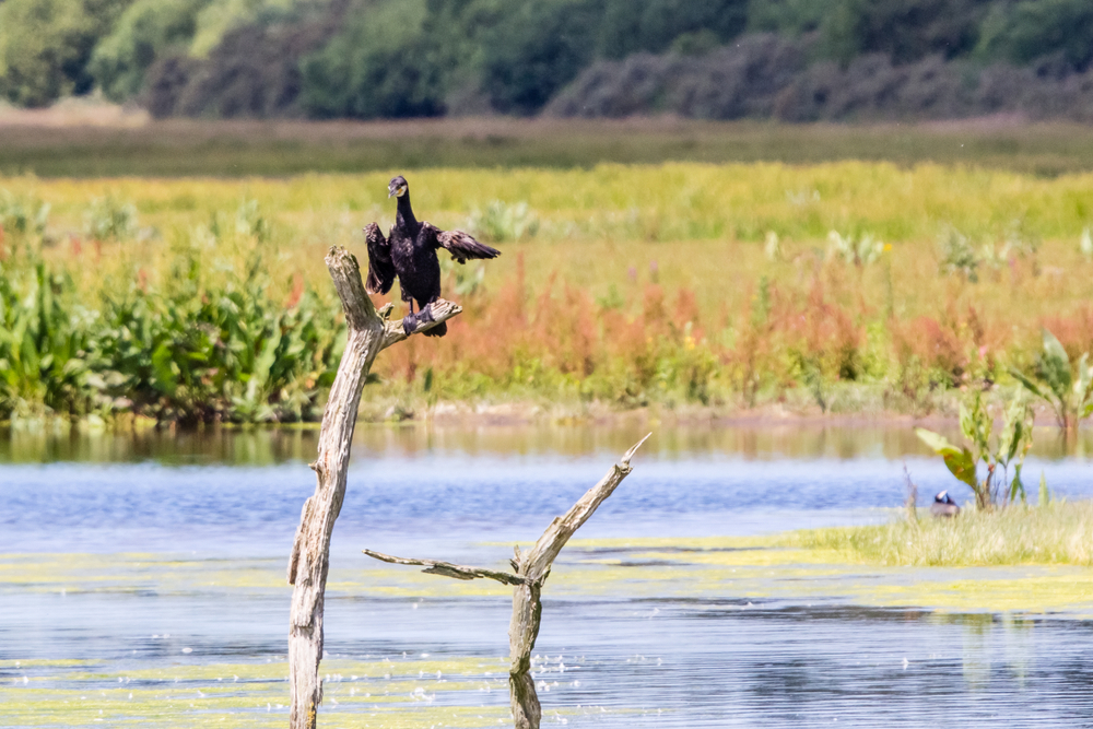 Parc du Marquenterre Somme shutterstock 1136257325, Bezienswaardigheden in Somme