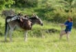 Antoinette dans les Cevennes, Campings in de Auvergne