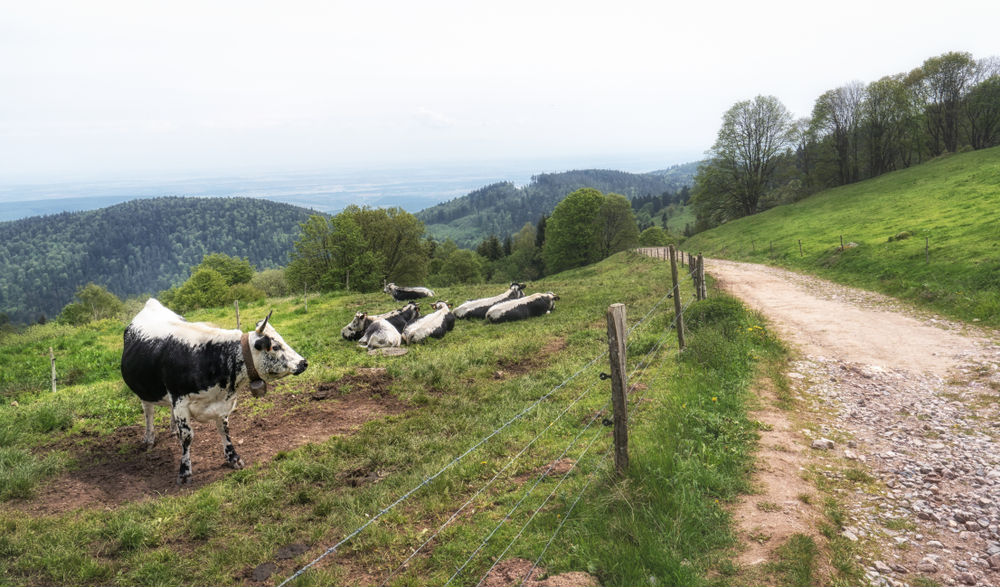 Ballonds des Vosges Vogezen shutterstock 1424426393, Territoire de Belfort