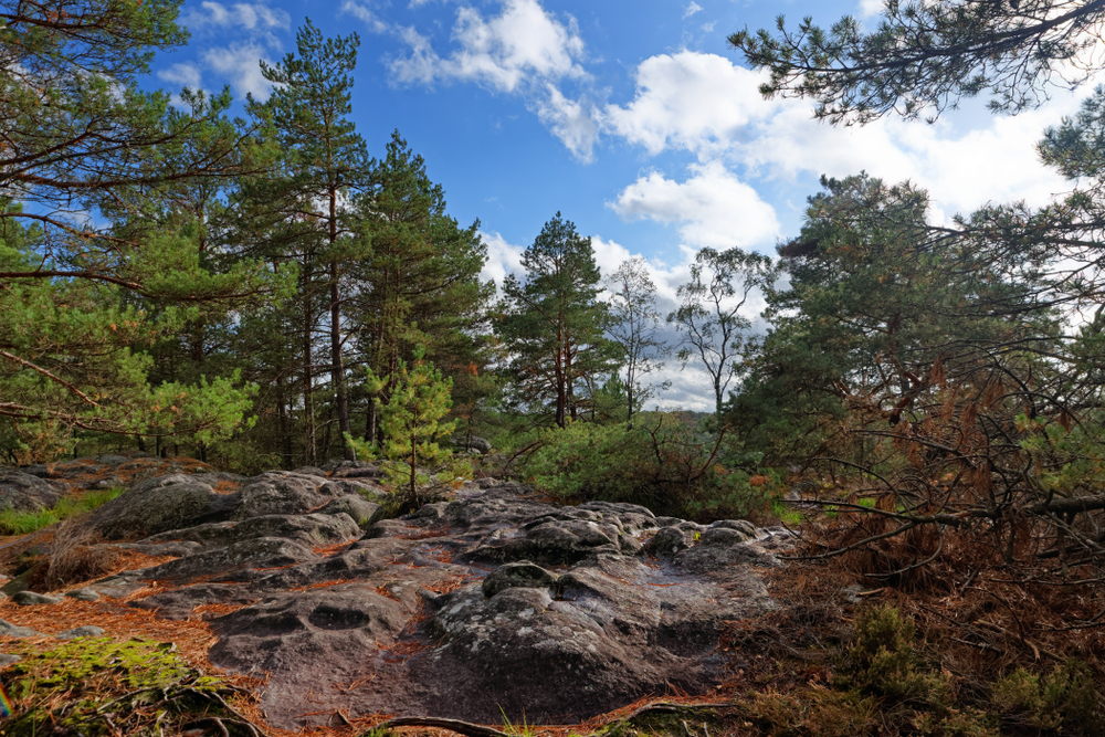 Foret de Fontainebleau Seine et Marne shutterstock 1521945920,