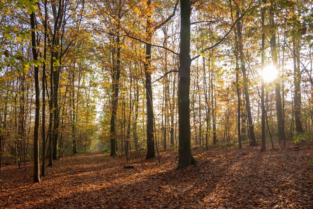 Foret Domaniale de Meudon Hauts de Seine shutterstock 1236065362,