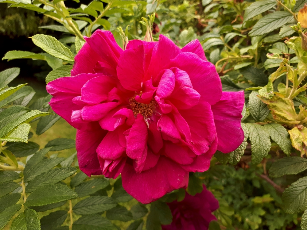 Roseraie de LHay Val de Marne shutterstock 732416917, Bezienswaardigheden van Val-de-Marne