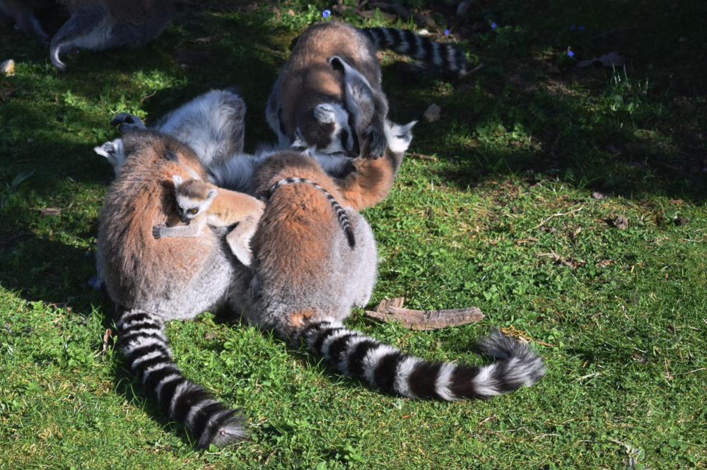 Thoiry Zoosafari Yvelines shutterstock 1477964780, Bezienswaardigheden in Yvelines