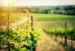 Wijngaard in de zon, natuurhuisjes Noord-Frankrijk