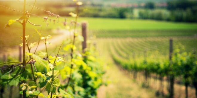Wijngaard in de zon, mooiste bezienswaardigheden in de Pays de la Loire