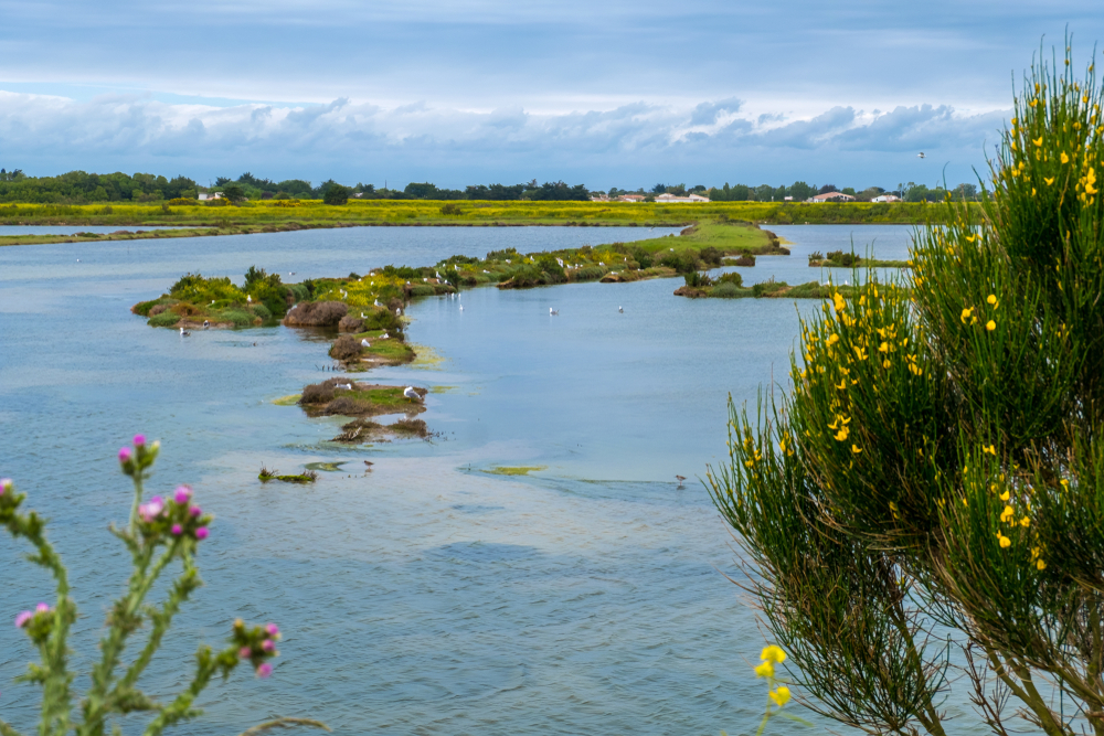 Lilleau des Nige Ile de Re shutterstock 1514329925, Bezienswaardigheden van Île de Ré