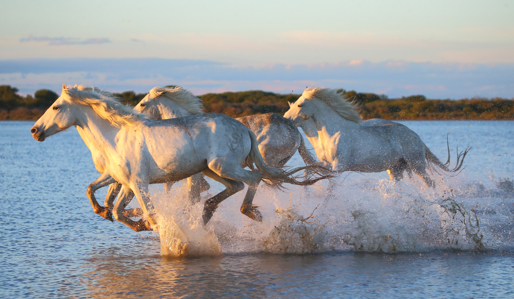 Camargue natuurgebieden shutterstock 1177047343,