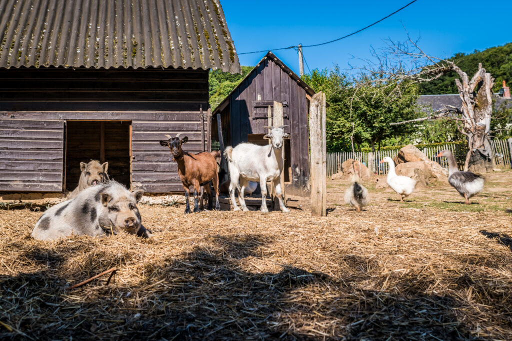 Morvan Rustique boerderijdieren, te koop landgoed frankrijk