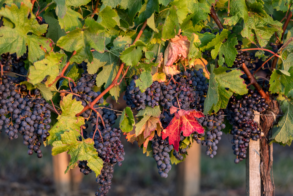 Druiven wijnregio bordeaux shutterstock 1380165545, wijnstreken bordeaux