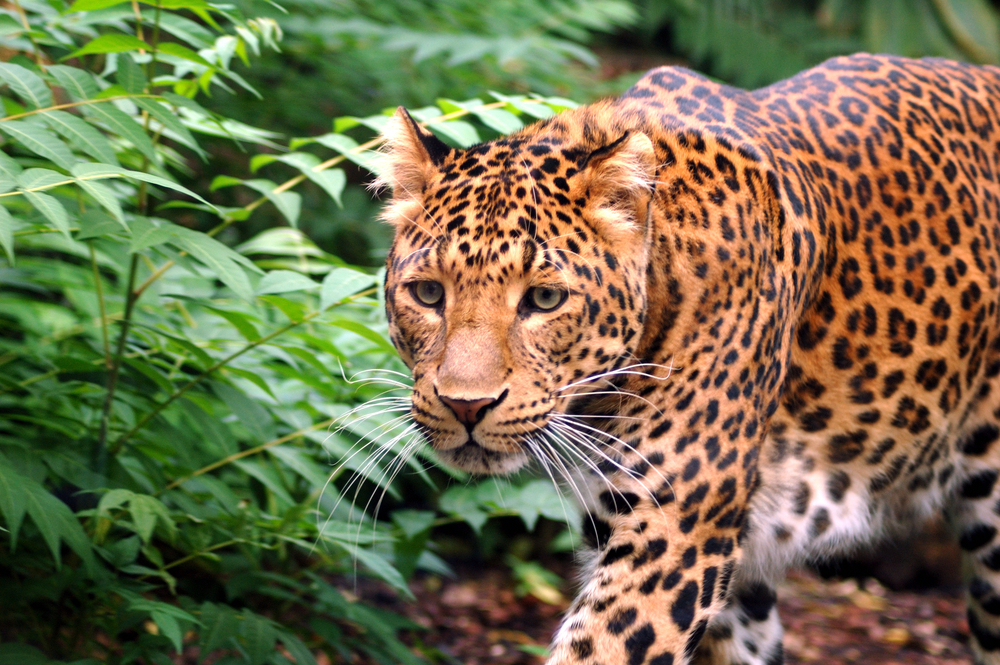 Tijger in Parc Zoologique de Paris