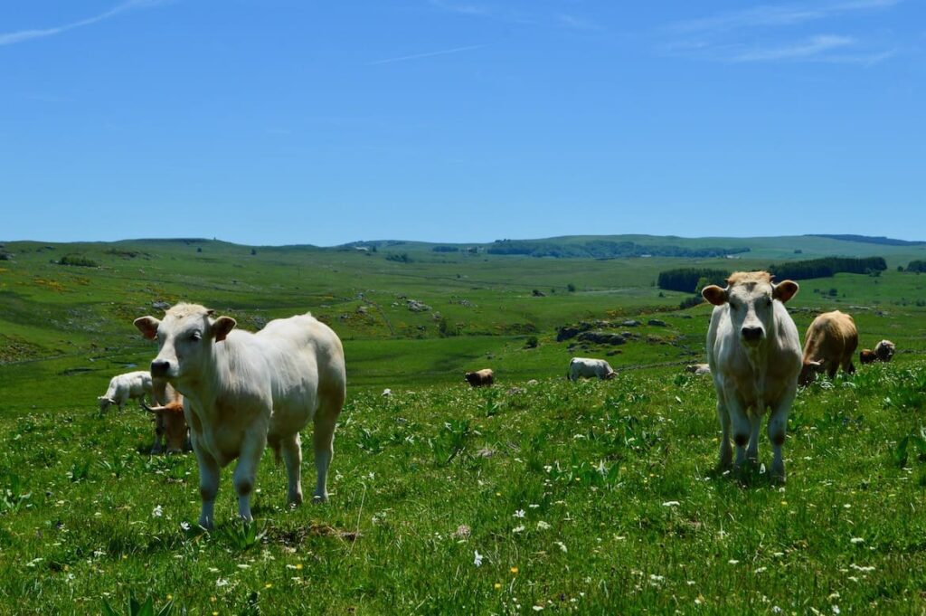 Aubrac koeien PVF, Roadtrip door Midden-Frankrijk